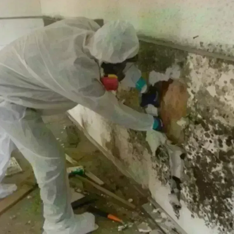 Mold Remediation and Removal in Juab County, UT